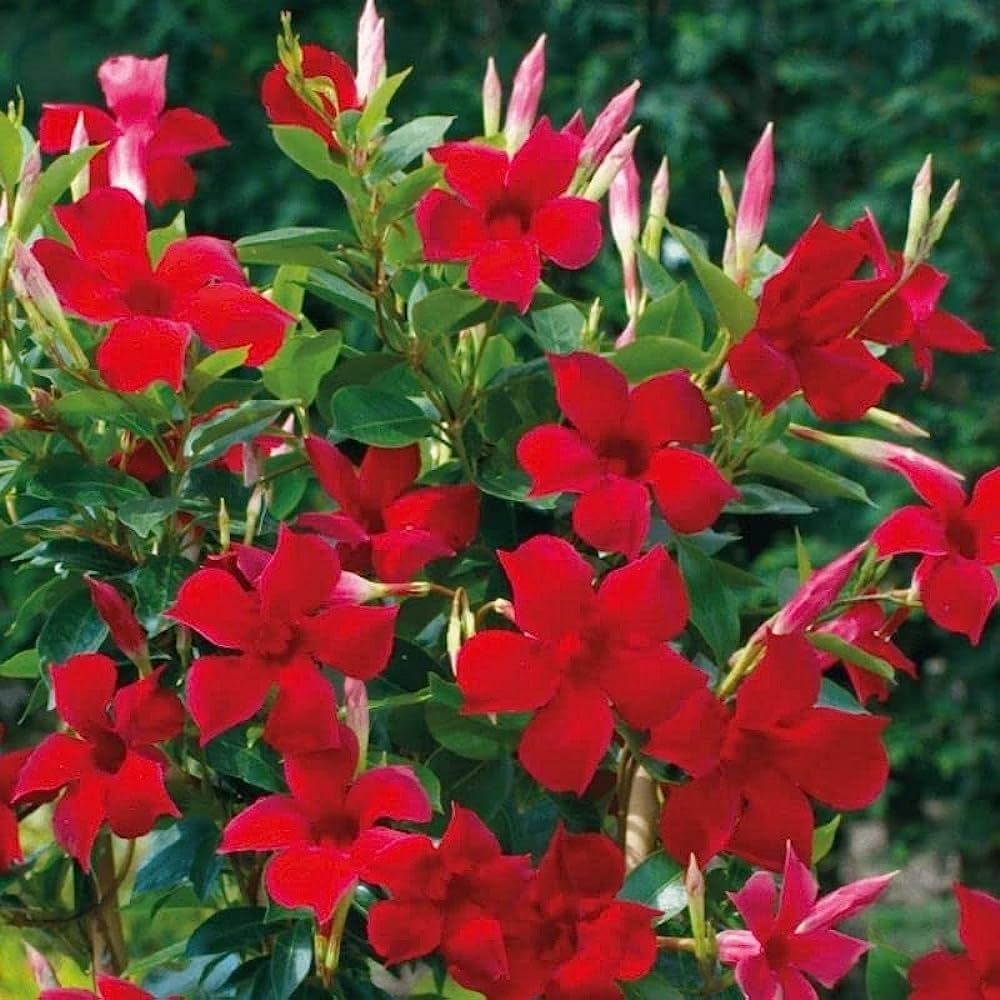 MANDEVILLA (RED) FLOWERING PLANT