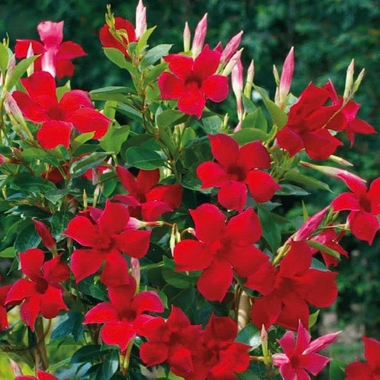 MANDEVILLA (RED) FLOWERING PLANT