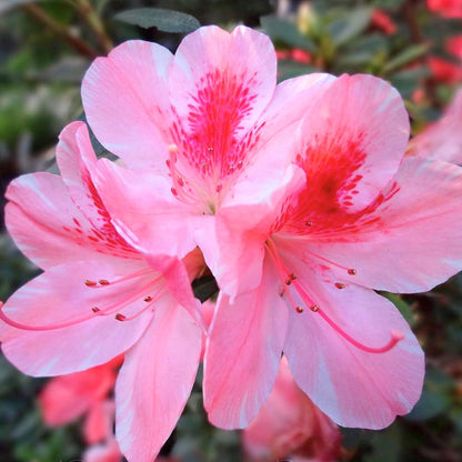 Azalea Flowers Plants (White & Pink)