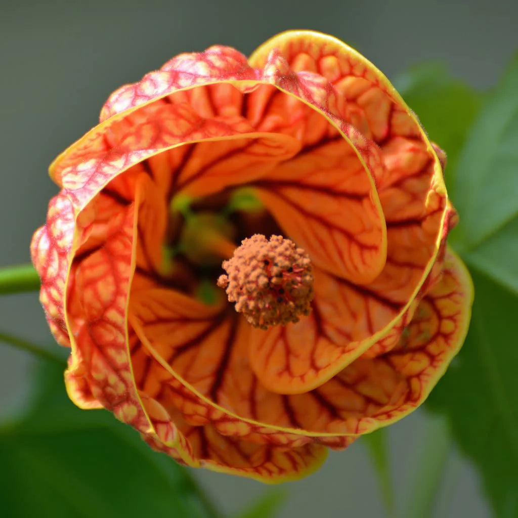 Lantern Tiger Hibiscus Flowers Plants