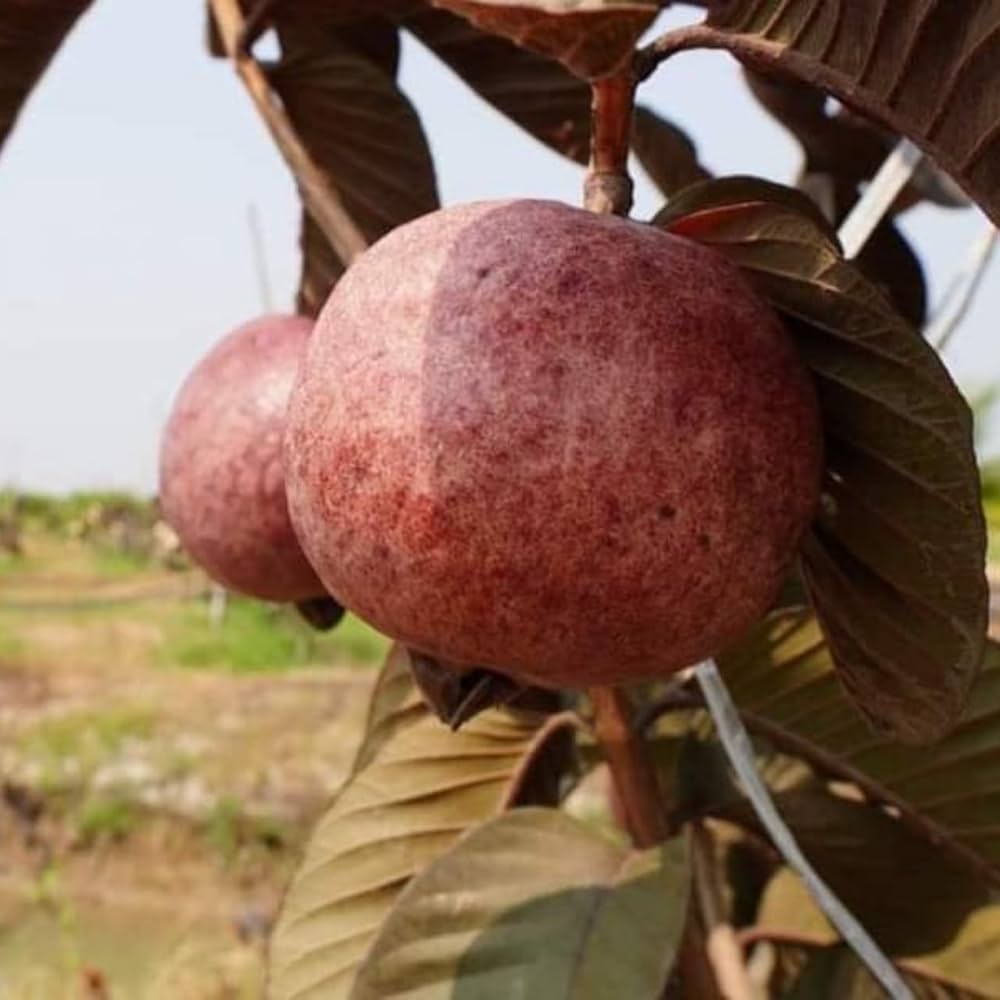 Malaysian Guava Dwarf Rere Varieties Fruit Plant