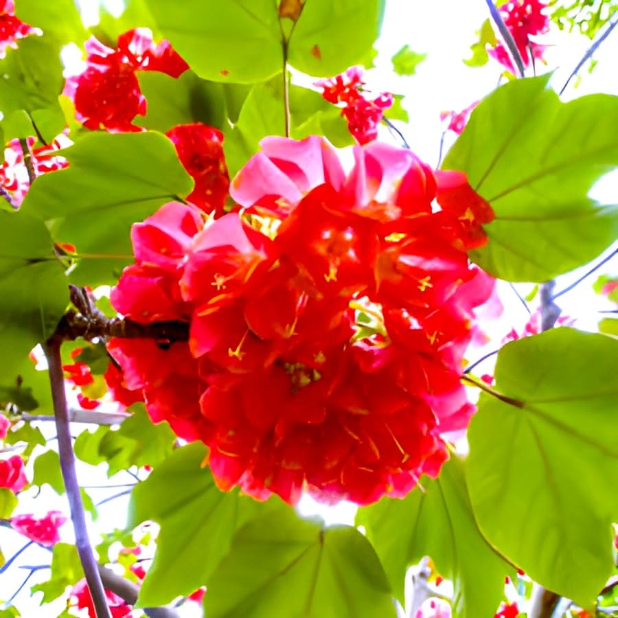 Dombeta Flower (RED)