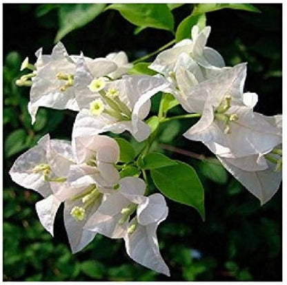 BOUGAINVILLEA WHITE  FLOWERS PLANTS