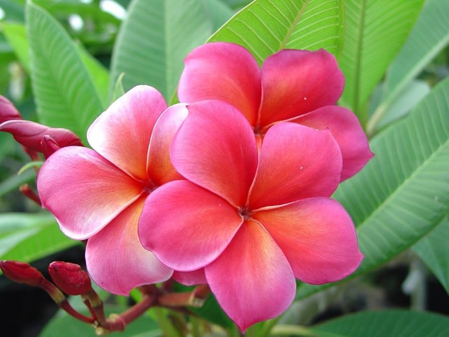 Plumeria Flowers Plant