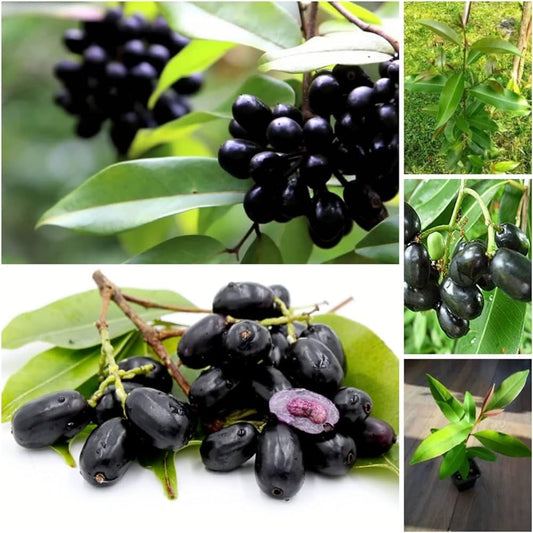 Black Jamun Grafting Fruit Plants