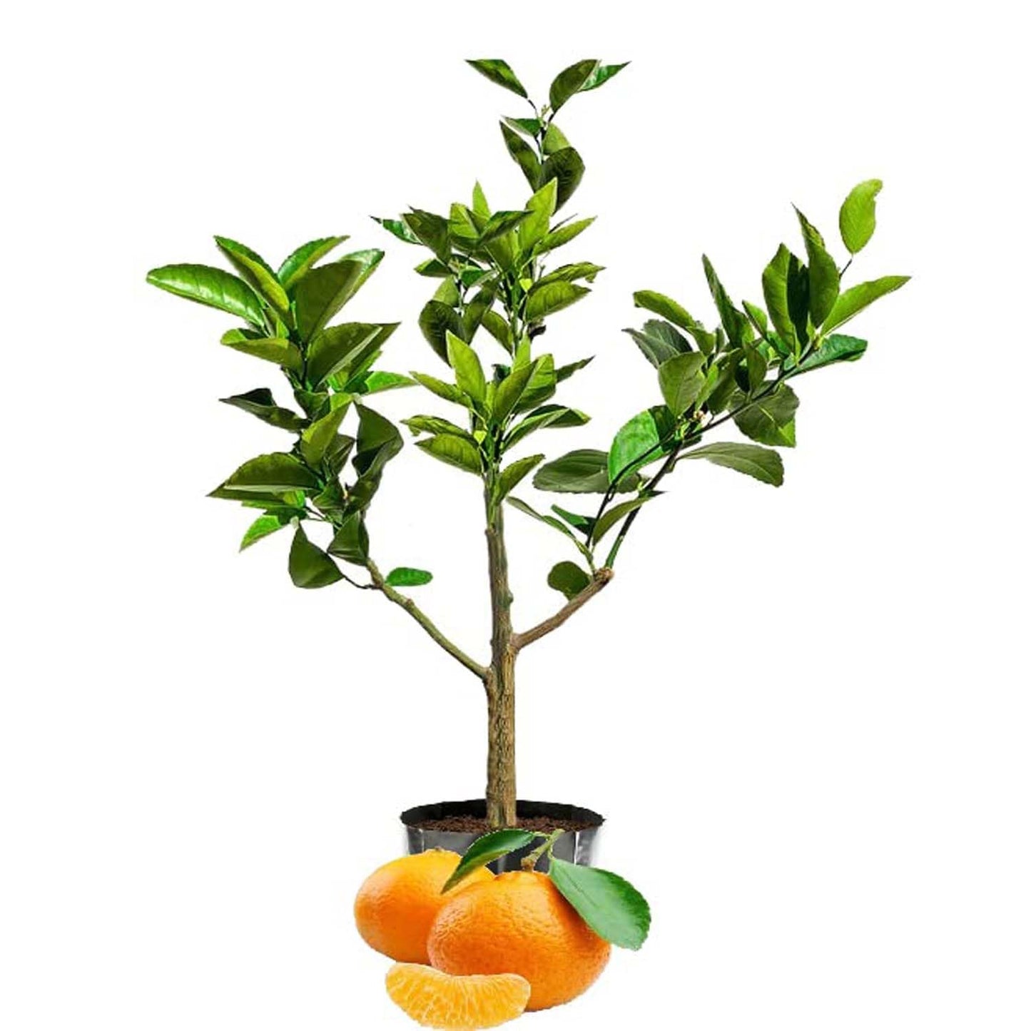 NAGPUR ORANGE FRUIT PLANTS