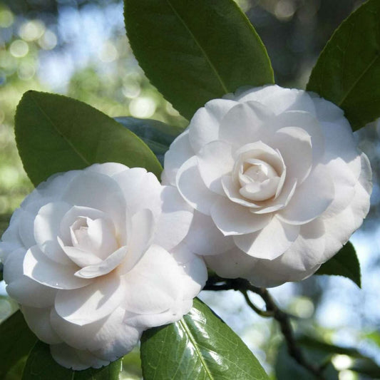 CAMELLIA FLOWERS PLANTS (White)