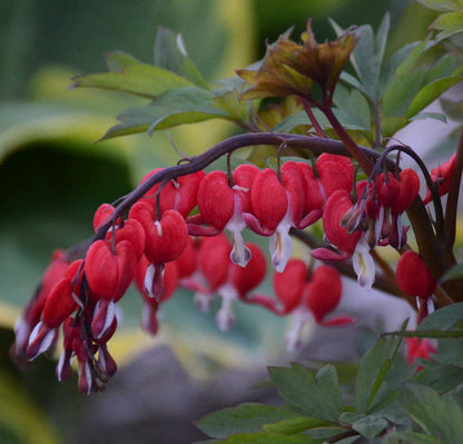 Red Bliding Hard Flowers plants