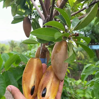 Banana Chiku Grafted Fruit Plants