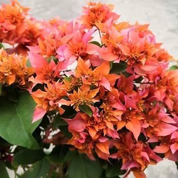 Bougainville Flowering (Mahara) Plants