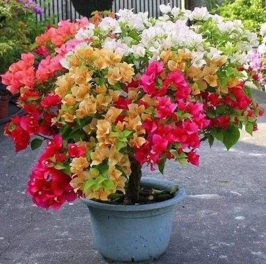 Bougainville Malti Grafted plant (1In 5-6 Colour)