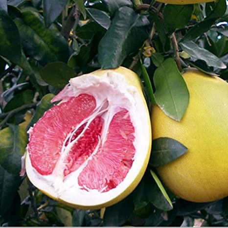 Pomelo BATABI LABU Fruit Plant