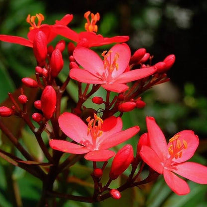 JATROPHA FLOWERS PLANTS