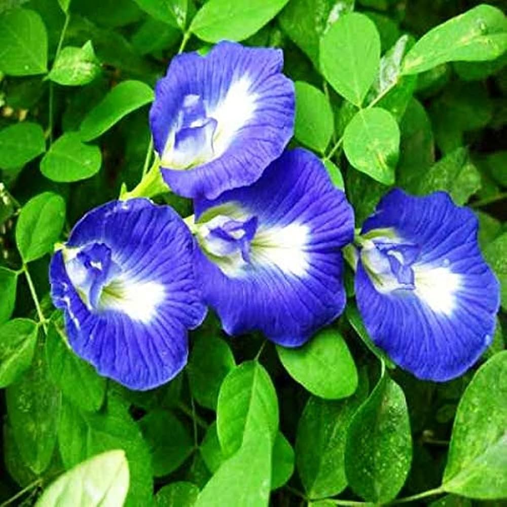 Asian pigeonwings Flowers Plants (Aparajita Blue)