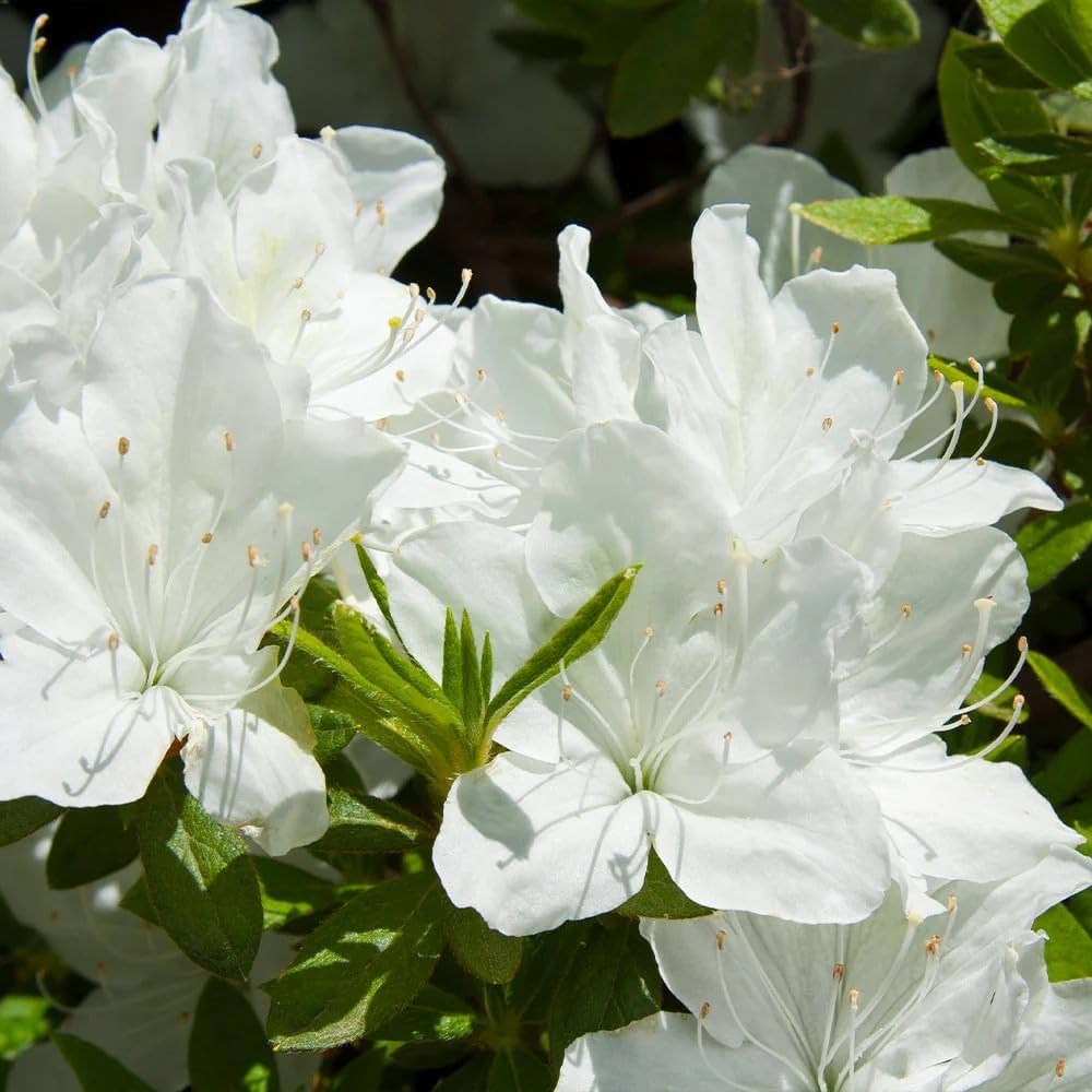 Azalea flowers plants(white)