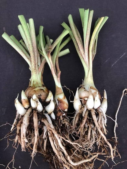 Mexican Tuberose Seeds- Pack Of 10