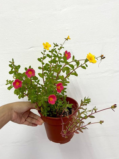 Portulaca FLOWERS PLANTS (HANGING PLANT)