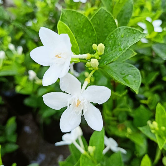 BHUTANMALLIKA FLOWERS PLANTS