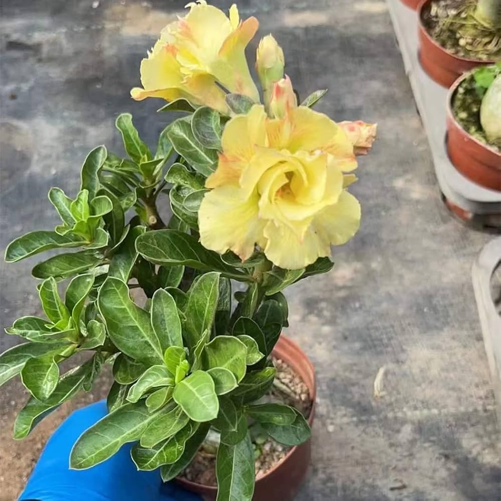 Adenium Rosy Variety ( Grafting) Plants