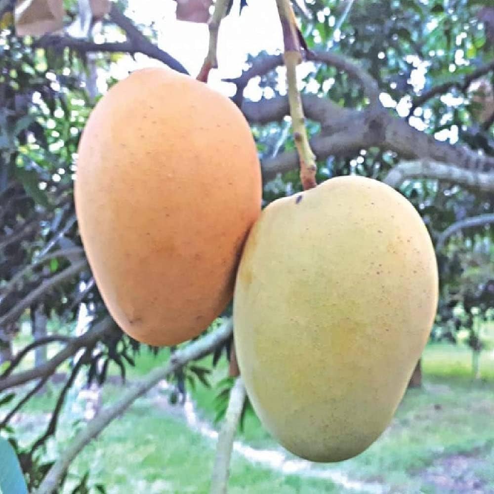 KISHANBHOG MANGO Fruit plants (grafting)