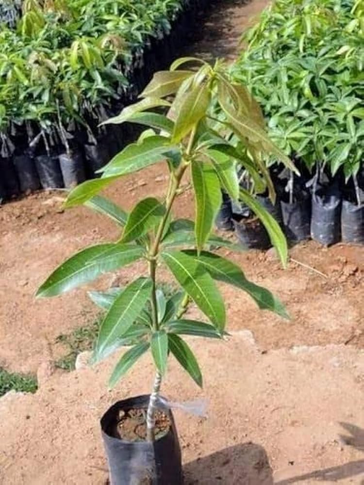 HIMSAGAR MANGO FURIT PLANT(Grafted)