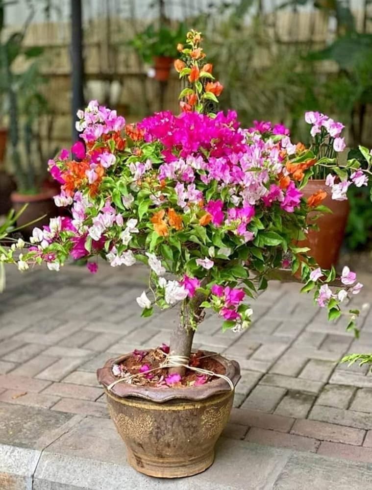 Bougainville Malti Grafted plant (1In 5-6 Colour)