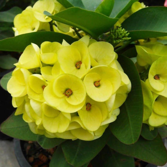 Euphorbia Flowers Plant (Yellow)