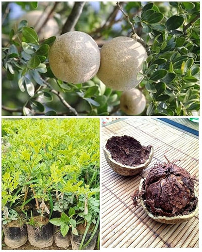 Thai Wood Apple | Feronia limonia plant