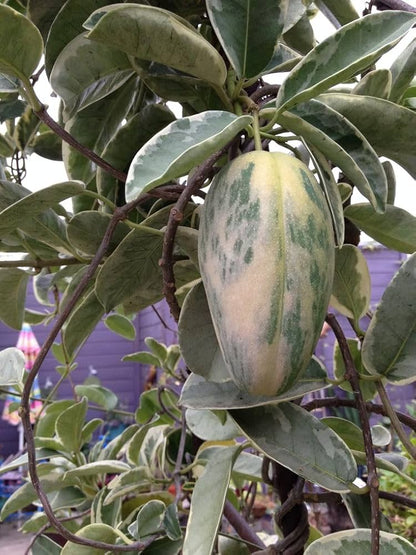 VARIEGATED MANGO Plants (Grafted)