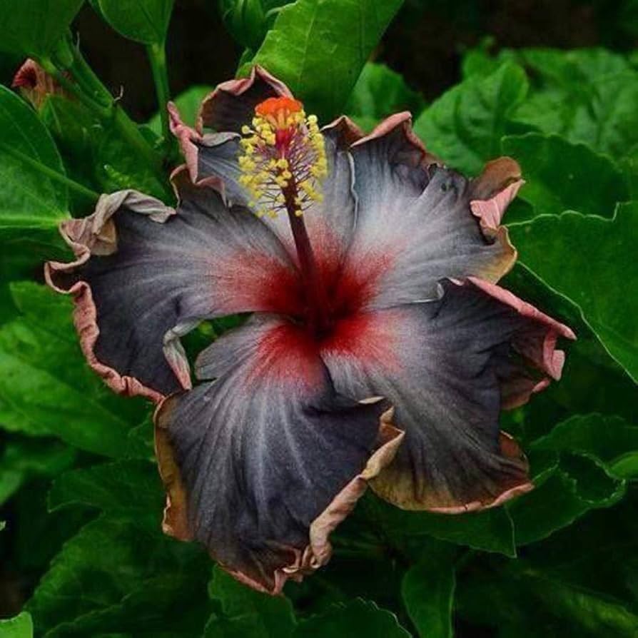 Black Hibiscus(Grafted)