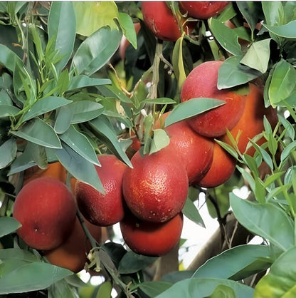 Red Malta Fruit Plants