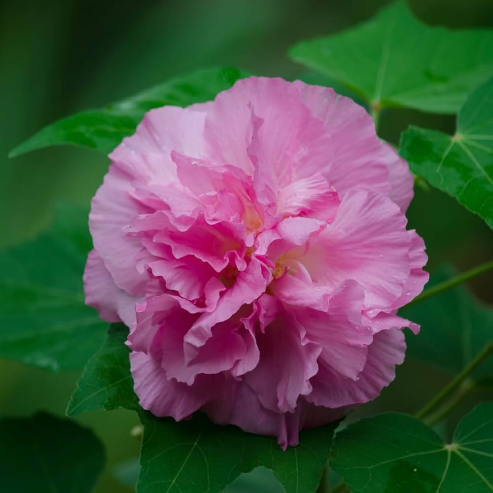 Sthal Padma Flowers Plants