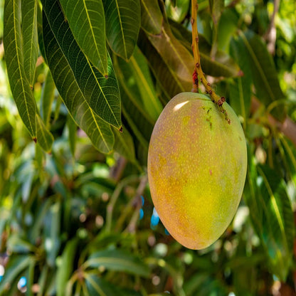 KOTHAPALLI KOBBARI MANGO PLNTS( Grafting )