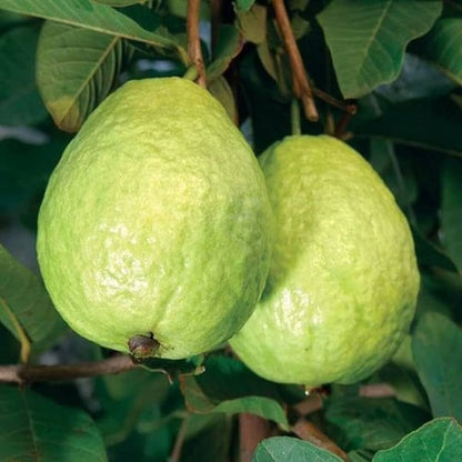 Guava Lucknow-49 Fruit Plants