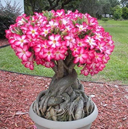 Adenium Aarabicum (Desert Rose) Flowers Plants