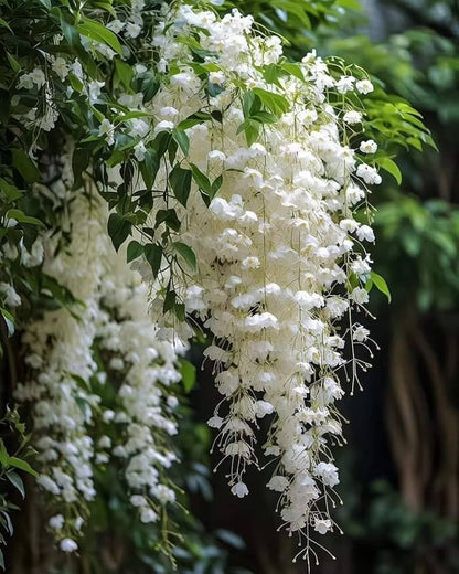 Day creeper jasmine flower plant