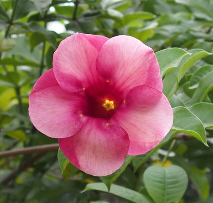 Allamanda flower plants Light Pink