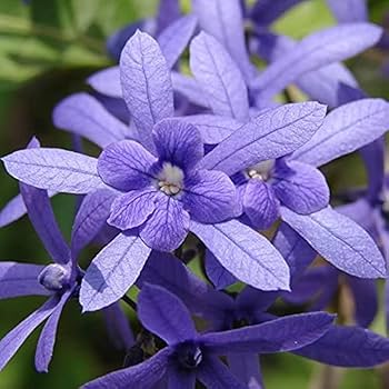 (Petrea Volubilis Volubilis) Neel Moni Lota Flowers Plants