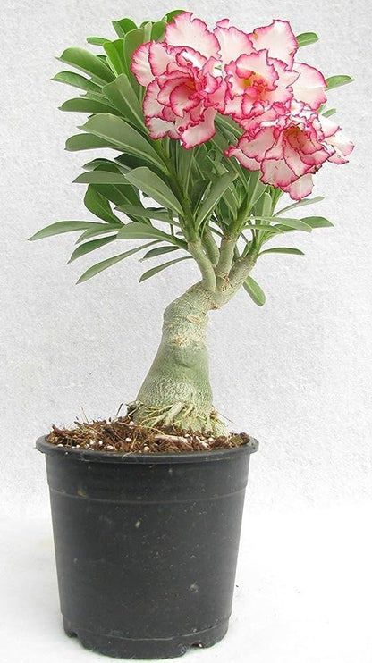 Adenium Rosy Variety Flowers Plants