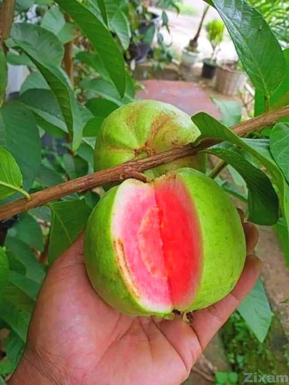 Red Daimond Guava Plants