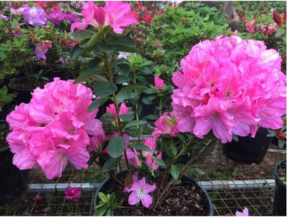 Azalea Flowers Plants (PURPLE)