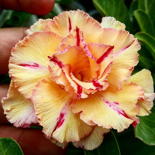 ROSY VARIETY GRAFTED ADENIUM FLOWERS PLANTS