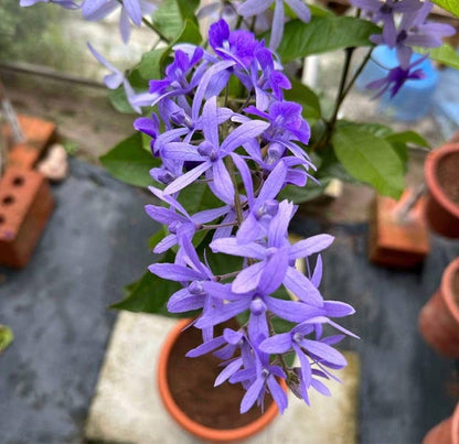 (Petrea Volubilis Volubilis) Neel Moni Lota Flowers Plants