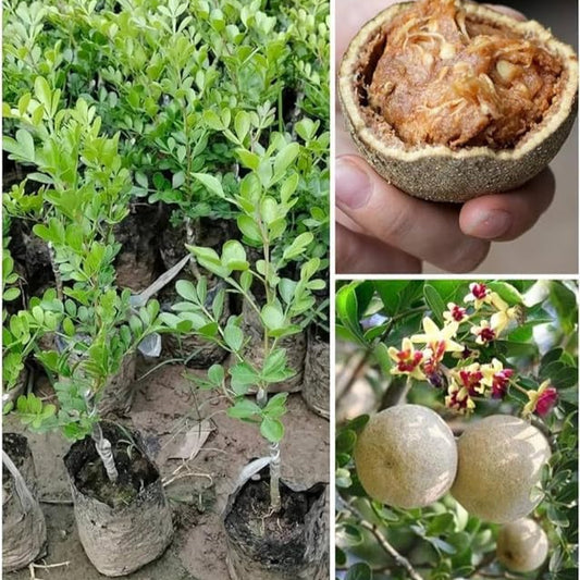 Thai Wood Apple | Feronia limonia plant