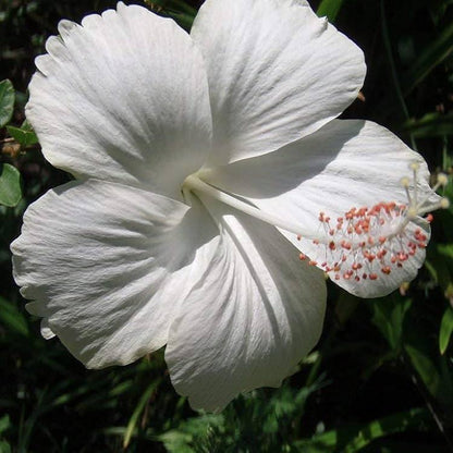 Australia Hibiscus Flowers Plants (WHITE)