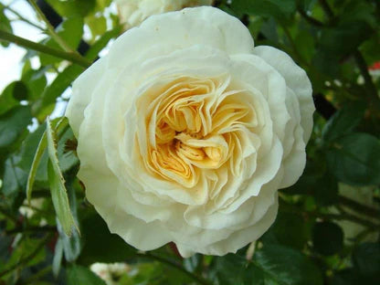 CLIMBING Rose Flowers Plants