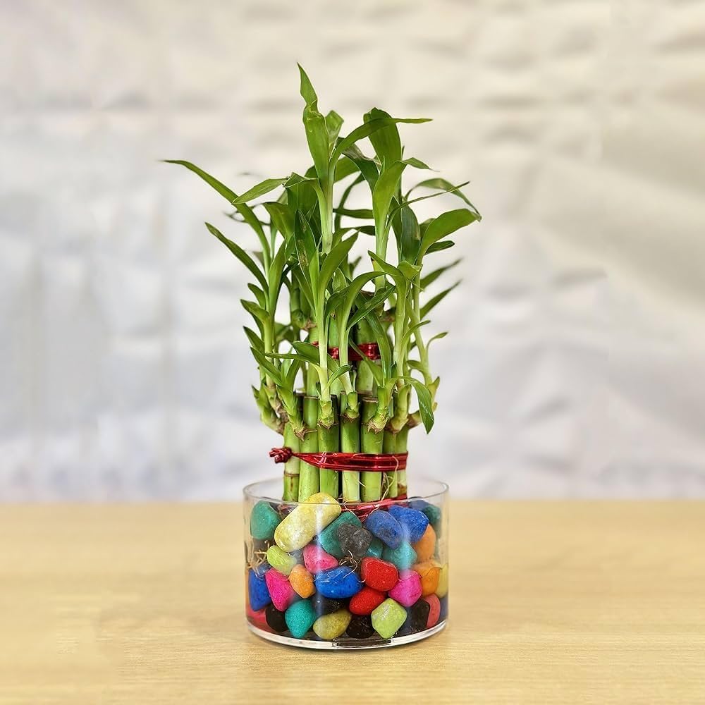 lucky bamboo plant price in india Lucky Bamboo Plant – Haven plant