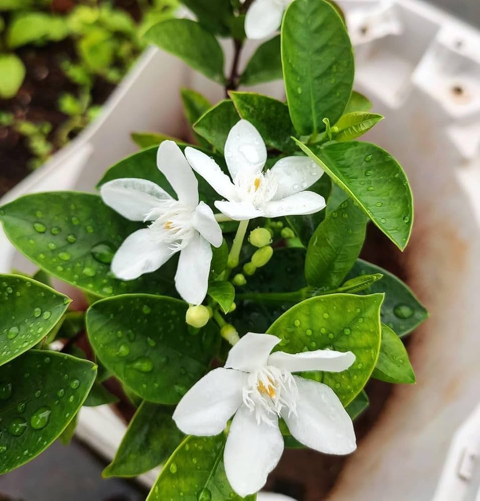 Bhutan Tagar Flowers Plants