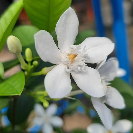 Bhutan Tagar Flowers Plants