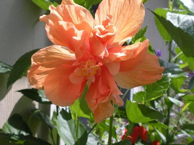 Austrian Hibiscus Flowers Plants <Light Orange Thoka)>